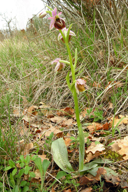 Orchidee del Chianti